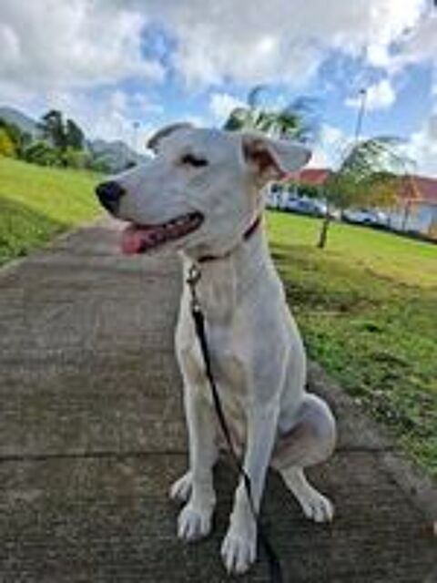   Hikari, femelle X crois� berger , n�e le 25/07/2025 🐶 