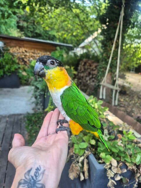 Caique t&ecirc;te noire 400 91840 Soisy-sur-École