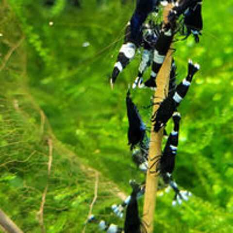   Taiwan Bee mixtes ( plusieurs patrons )pour aquarium 