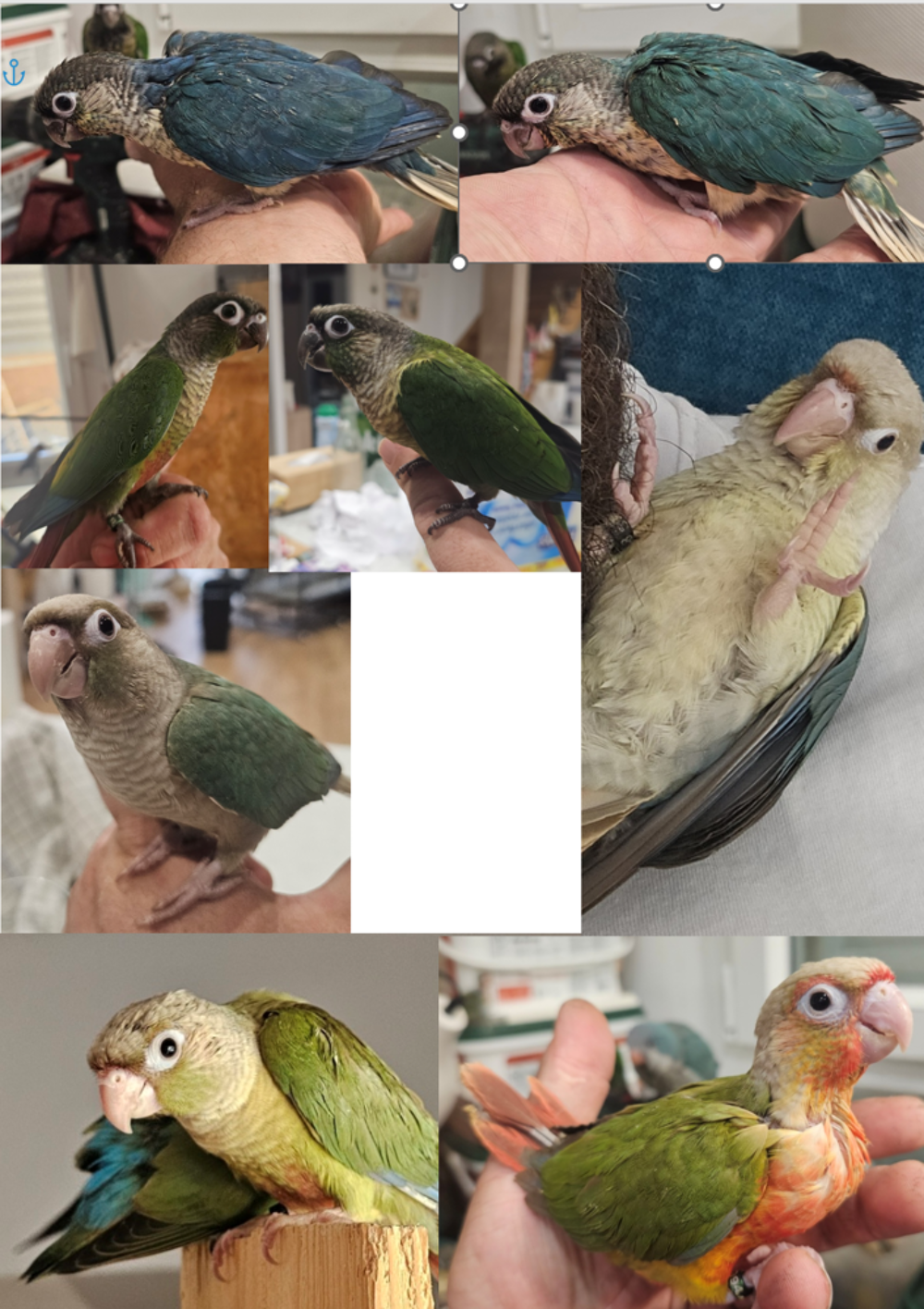  Conures molinae élevées à la main  