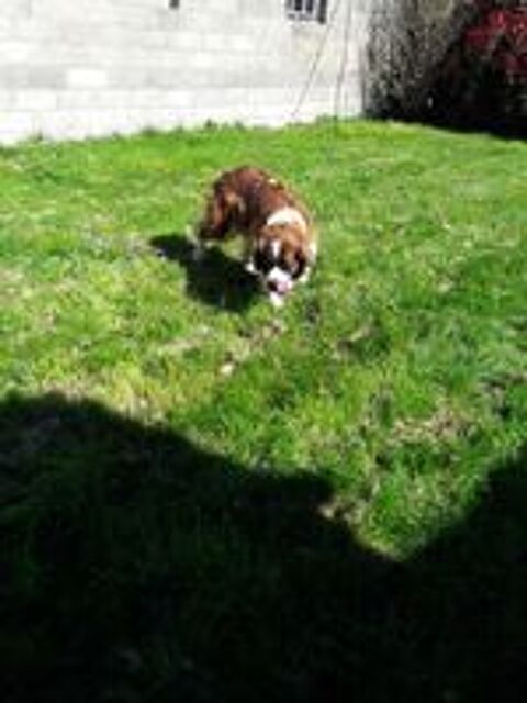   Chienne Saint Bernard 