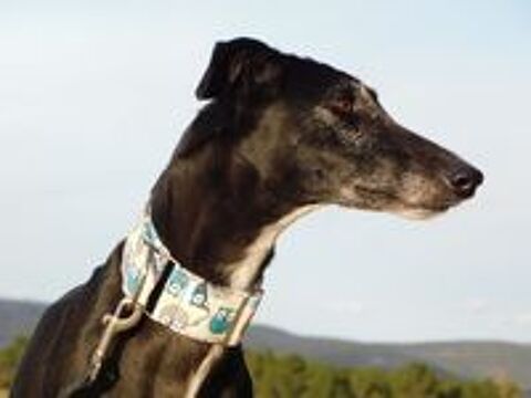   VERA 🩷 l'élégance d'une galga au coeur tendre 