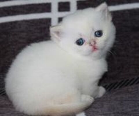   Superbes Chatons Golden Shell et Golden Point 