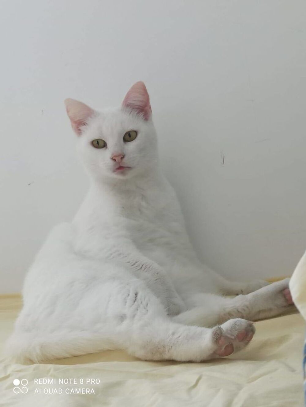   Blanquette  