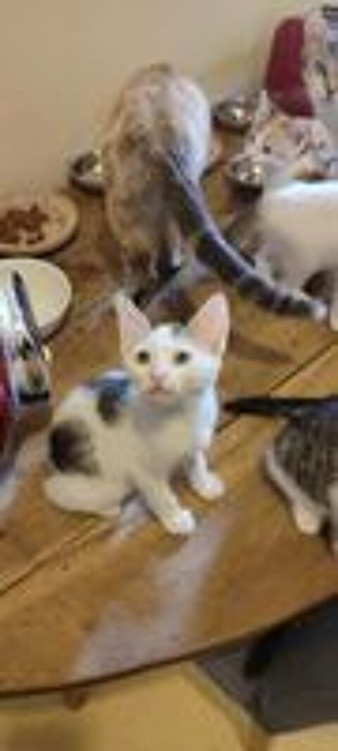  Chatons 