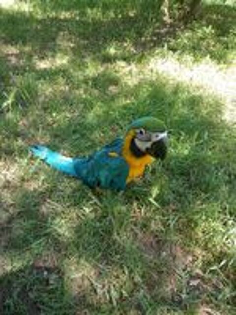   Perroquet ara ararauna 
