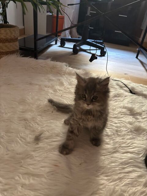 Femelle type Maine coon 650 66220 Caudiès-de-fenouillèdes