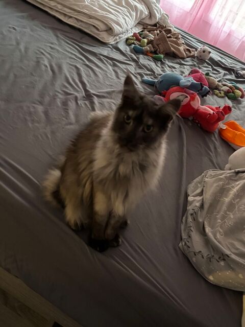 Main coon black smoke 1000 82100 Castelsarrasin
