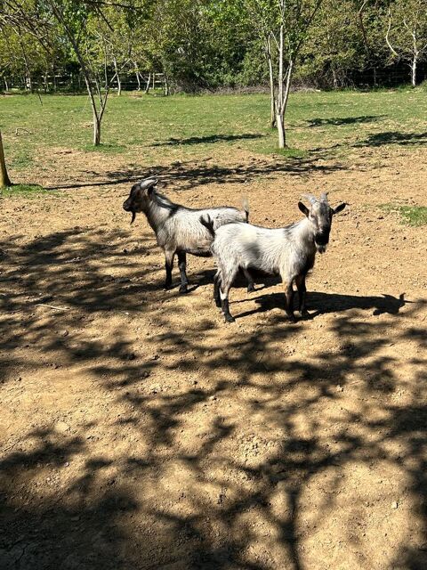 Bouc nain entier 80 14220 Tournebu