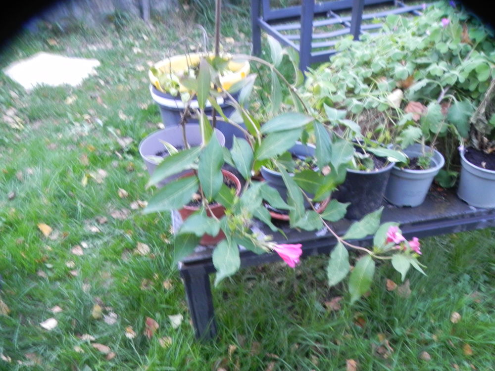 Arbuste Weigelia red prince, &agrave; clochettes rouges Jardin