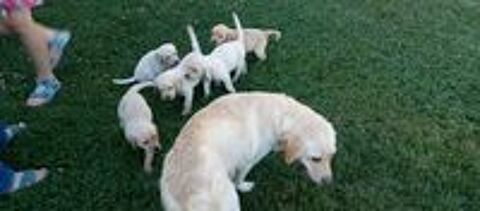   Chiots Labrador à réserver ? nés le 29 juin 2026

