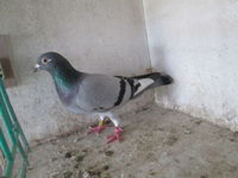   PIGEON VOYAGEUR 