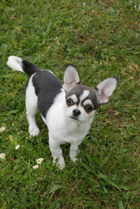CHIOT MALE CHIHUAHUA POIL COURT 1250 71520 Montmelard