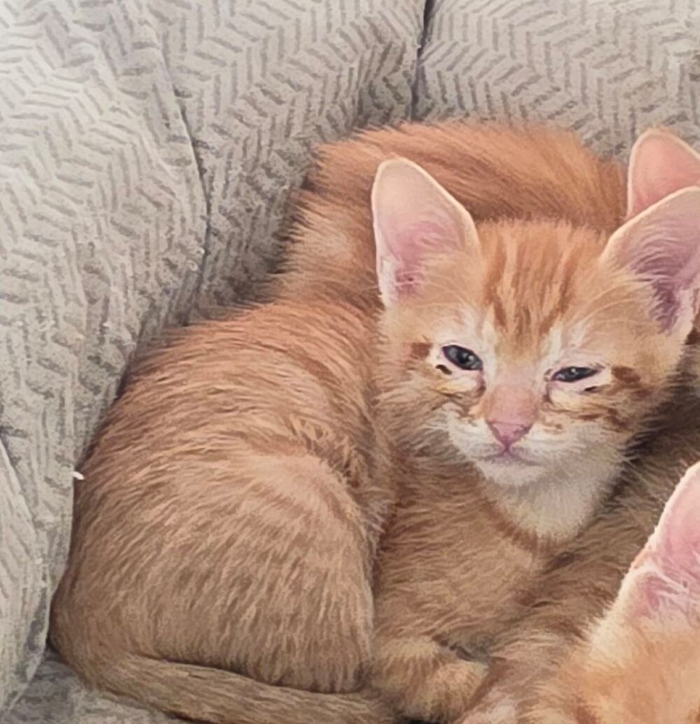   Chatons à donner 