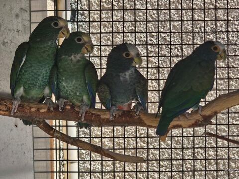 Perroquet pionus senilis 800 13170 Les pennes-mirabeau