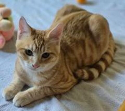    BENJI petit prince de 5 mois 
