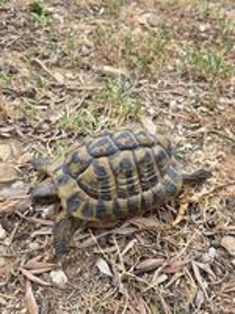   Tortue mâle adulte  