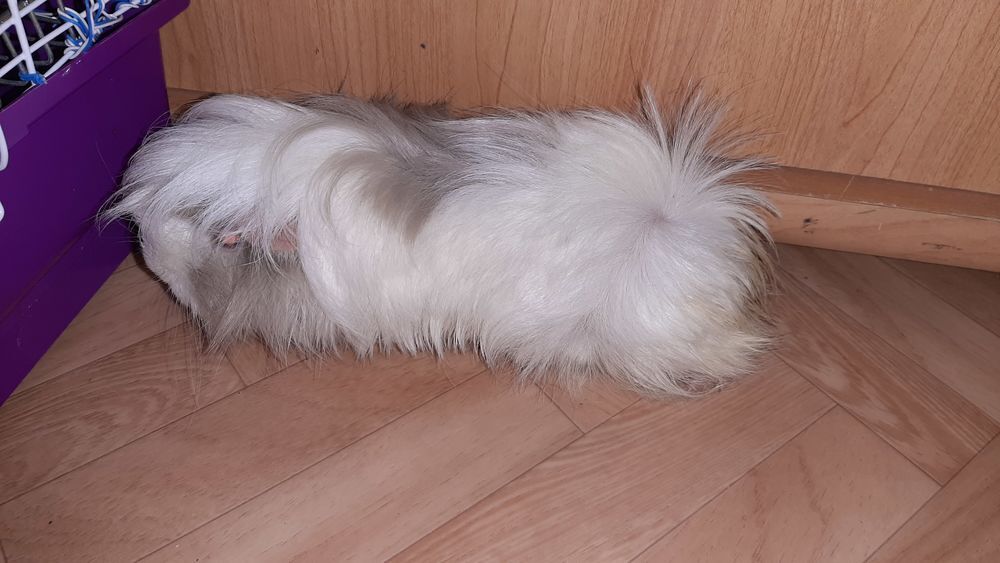   Cochon d inde 