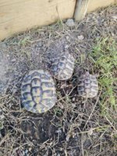   Tortue  2 ans 3 ans 5 ans  