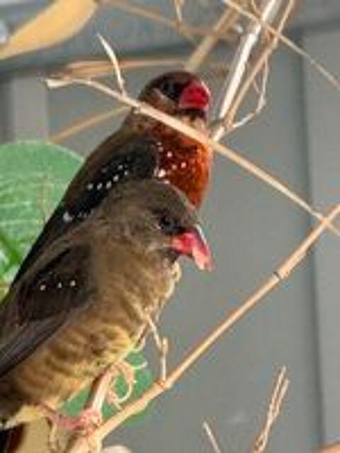   Couple bengali rouge  
