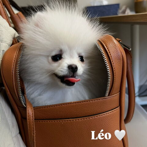 Male chiots spitz Pom&eacute;ranien 1300 64110 Maz�res-lezons