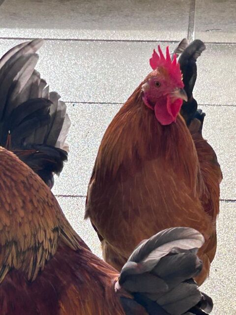 Coqs de race : P&eacute;kin &agrave; donner 0 29150 Ch�teaulin