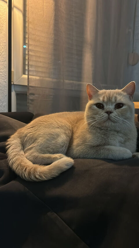 British Shorthair femelle 600 54000 Nancy