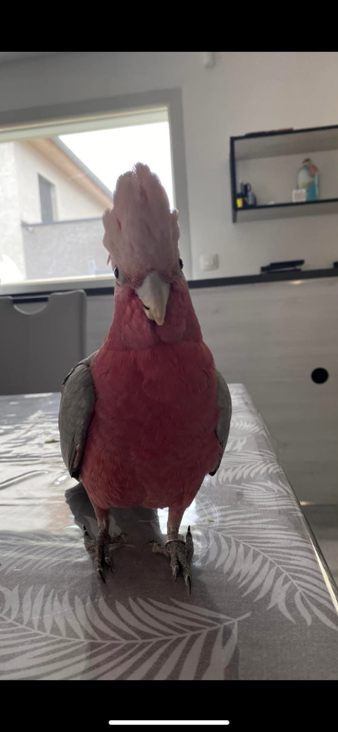 perroquet rosalbin cacatoes 1500 25770 Vaux-les-pr�s