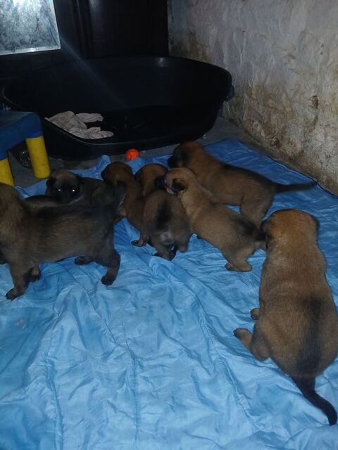 B&eacute;b&eacute;s malinois 0 56410 Erdeven