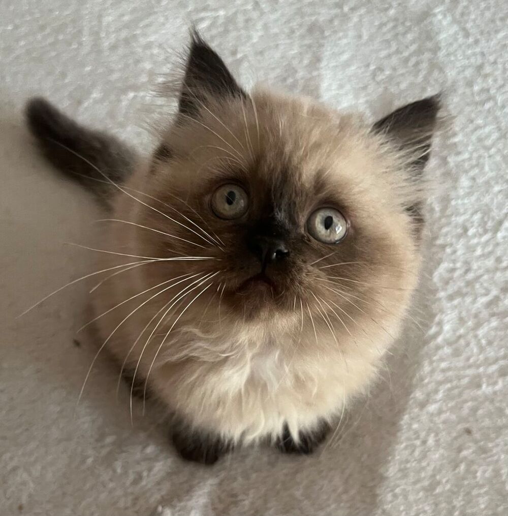   adorables chatons persan 
