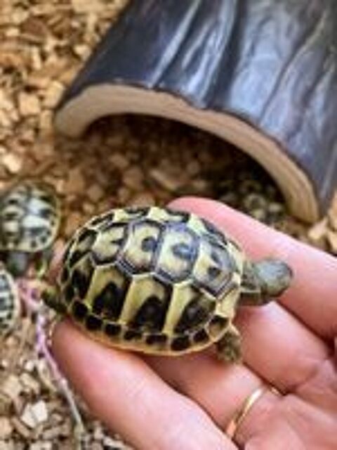   Tortues graeca nées l'été dernier  