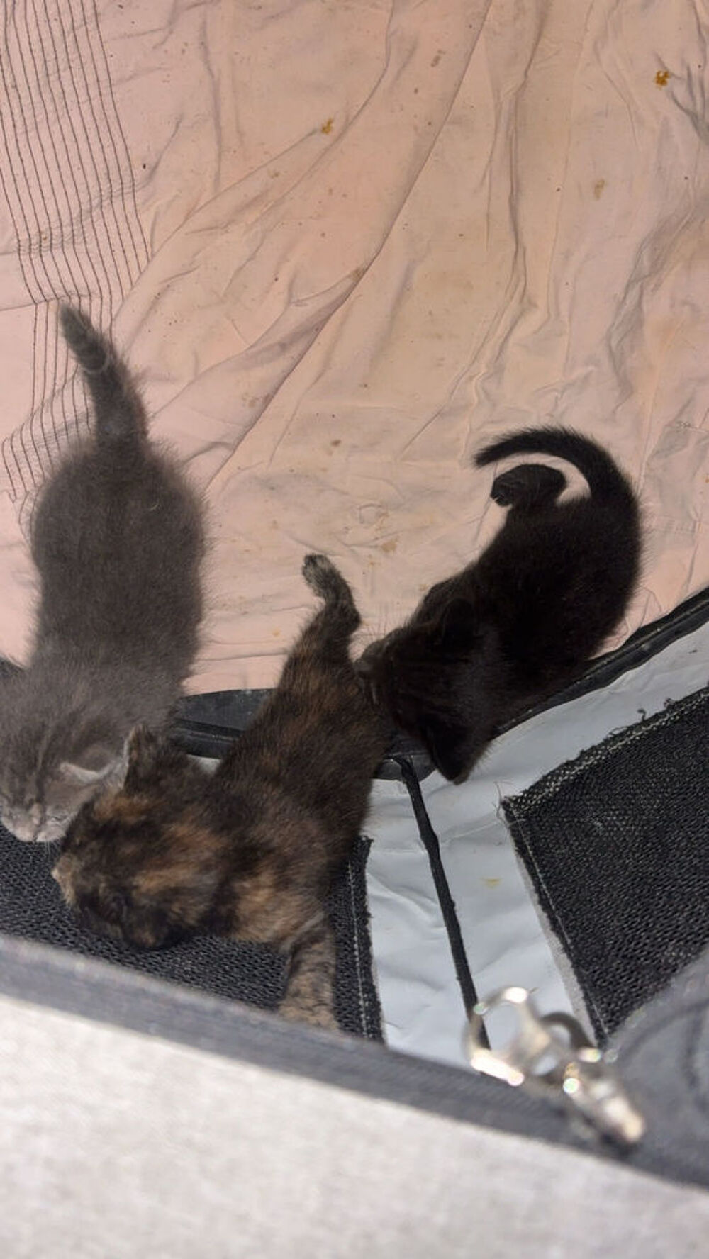chaton 2 mois Jardin