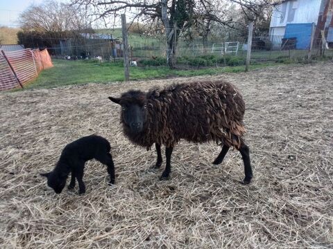 mouton ouessant 110 55110 Gesnes-en-argonne