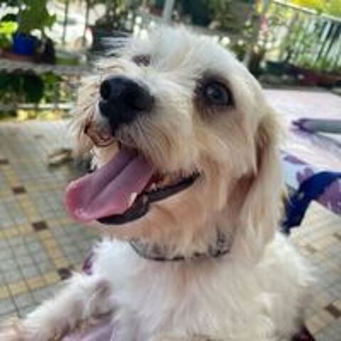   ✨️ MARSA ✨️ 🐶 