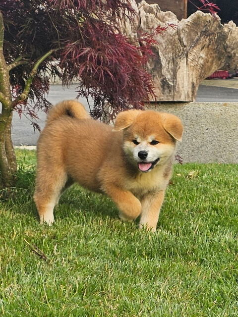 Donne akita inu pour cause de mutation au moyen orient. 0 91700 Sainte-geneviève-des-bois