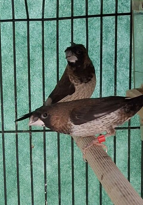 Moineau du japon 10 35360 M�dr�ac