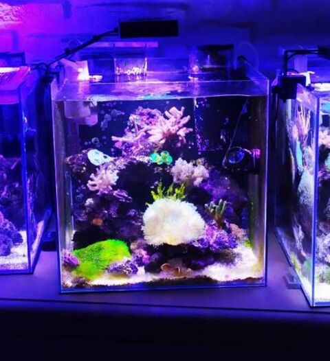 aquarium eau douce/mer
100 02100 Saint-quentin