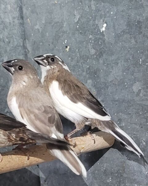 Moineaux panache 10 45000 Orl�ans