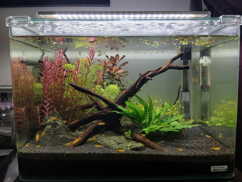 Crevettes jaunes aquarium Décoration