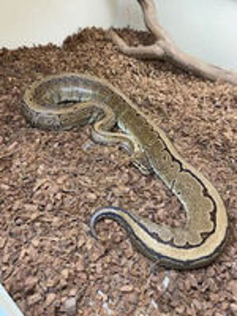   python regius pinstripe 100% het piebald 