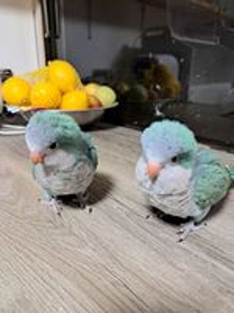   Conures souris ( veuve  ) Femelle EAM 