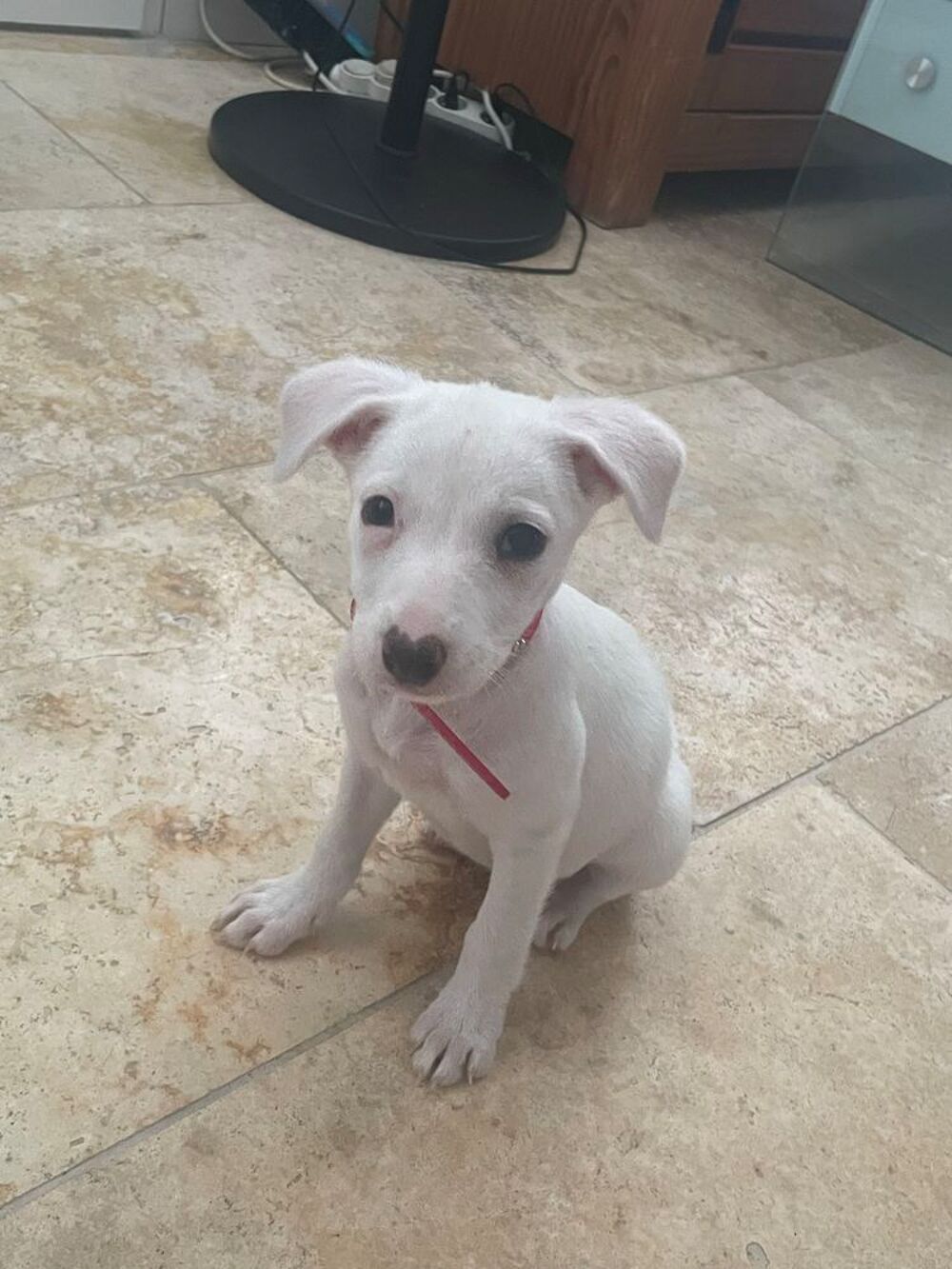 Magnifique chiot Jack Russel Puériculture