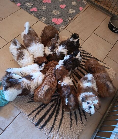 Shih tzu &agrave; r&eacute;server 690 86220 Les ormes