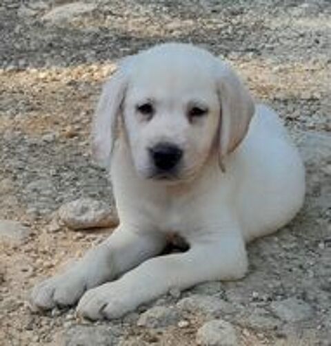   Chiots Labrador  