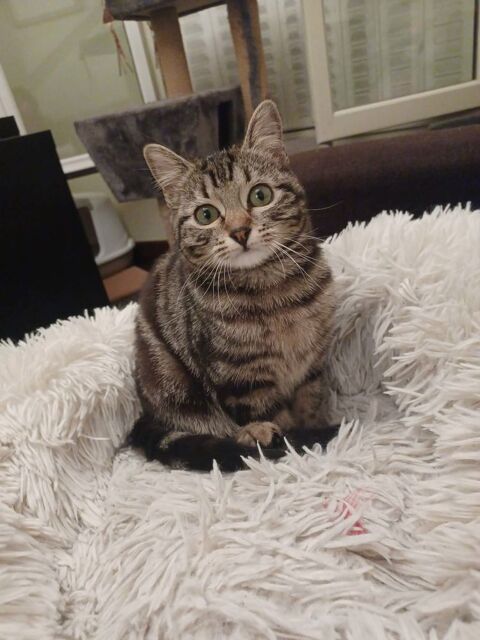 Biscotte, une chatonne aussi douce que craquante !&nbsp; 180 75016 Paris