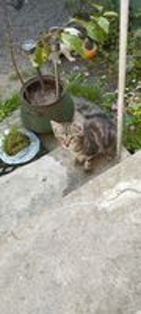   Chatons à donner 