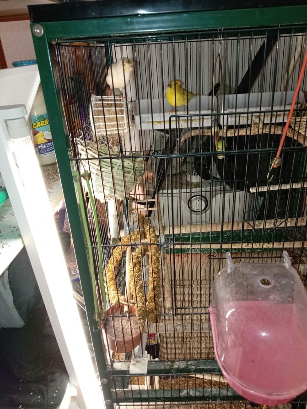 grande voli&egrave;re avec trois Canaries. Jardin