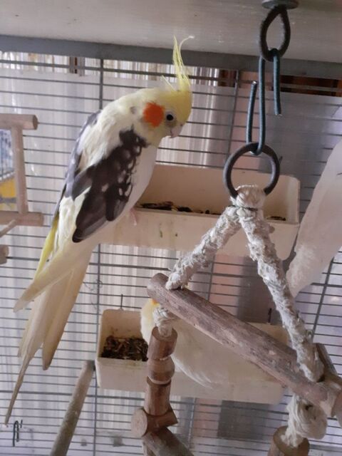 Calopsitte male 30 25350 Mandeure