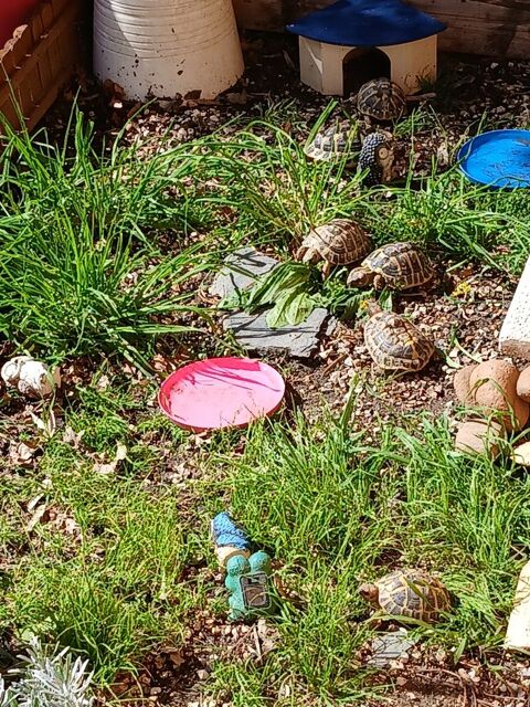  hermann de 3  a 9 ans femelle et m&acirc;le  70 84000 Avignon