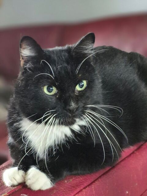 CYRANO 210 76220 Ferri�res-en-bray